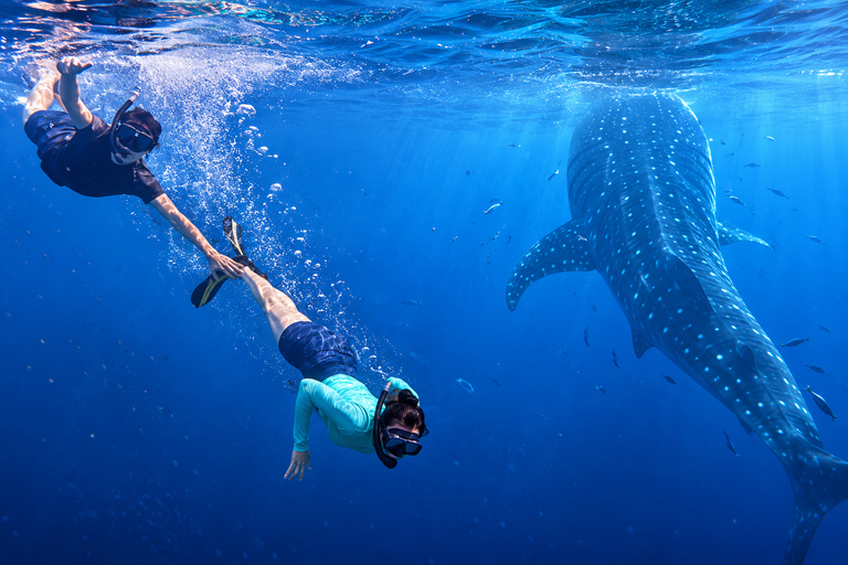 Cebu: Oslob Whale Sharks & Kawasan Canyoneering Tour Shared / Group Tour