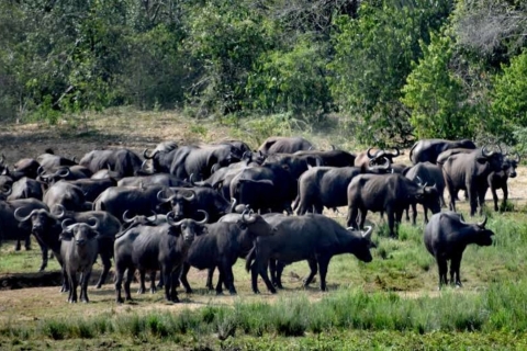 Uganda: 4 Tage Queen Elizabeth National Park erleben