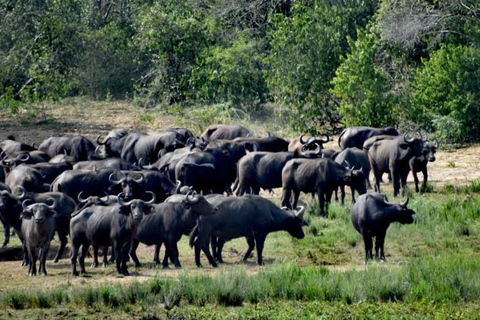 Uganda: 4 Tage Queen Elizabeth National Park erleben