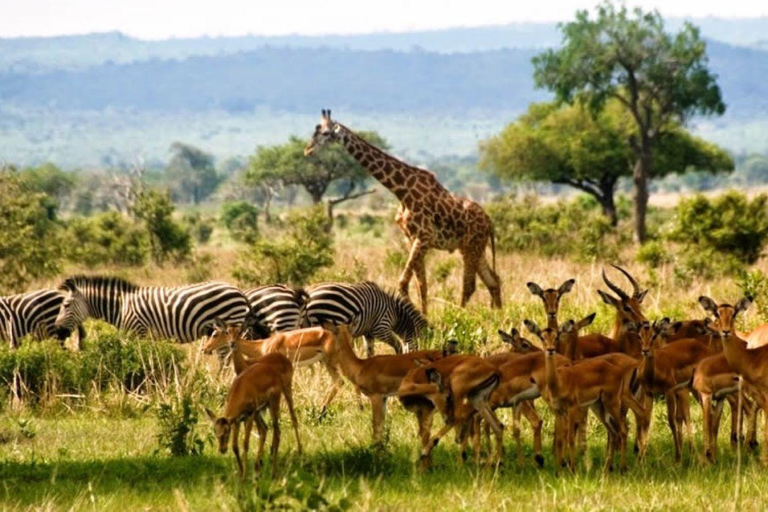 From Zanzibar: Selous Game Reserve Day Safari with Lunch