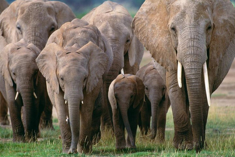 Nairobi : visite privée du parc national, de l&#039;éléphant et de la girafe