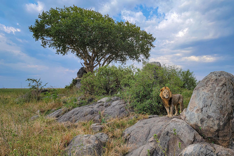 Arusha: 7-Day Safari to Tarangire, Serengeti, and Ngorongoro 7 Days - Tarangire, Serengeti and Ngorongoro Crater