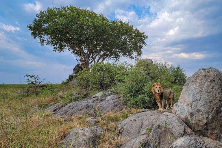 Arusha: 7-Day Safari to Tarangire, Serengeti, and Ngorongoro 7 Days - Tarangire, Serengeti and Ngorongoro Crater