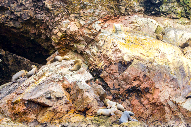 FD: Ica, Paracas - Ballestas Islands - Huacachina Excursion