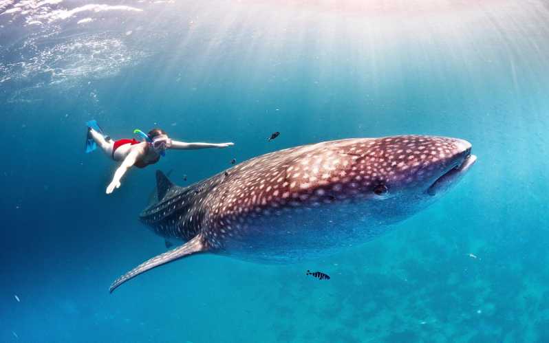 Sumbawa Whale Shark Tour Package