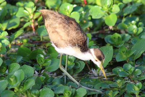 From SanJosé: 3-Day Tortuguero National Park Tour with Meals