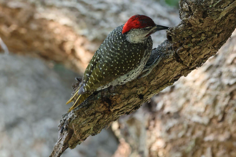 Livingstone: Birding Safari Half-Day or Full-Day Options