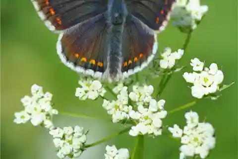 INSECTEN EN ANDERE FANTASTISCHE WEZENS