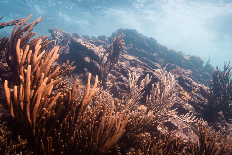 Fun Dives in Tayrona National Park's Coral Reefs