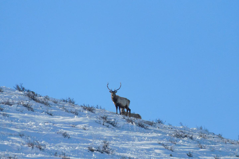 Mongolei: Hustai-Nationalpark