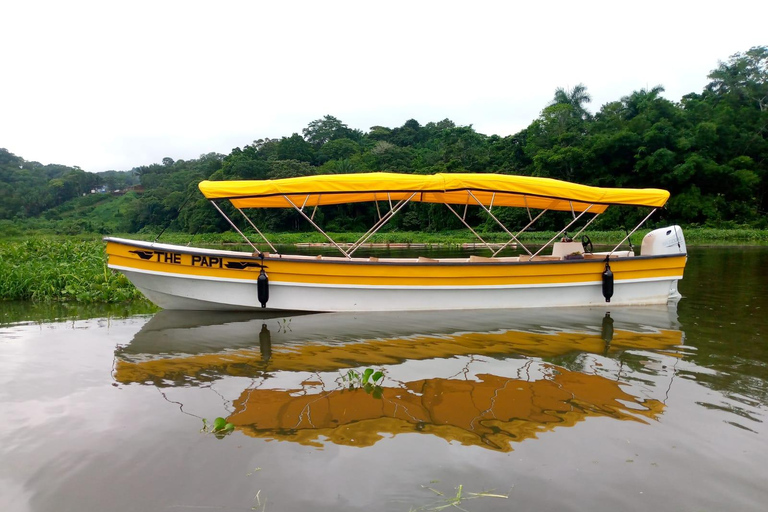 Panama: Tour dell'habitat della giungla delle scimmie e dei bradipi a Panama
