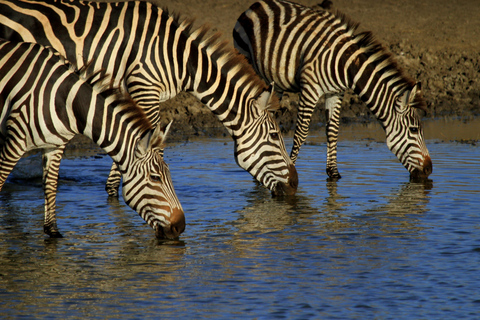 Safari compartido de 3 días por Tanzania