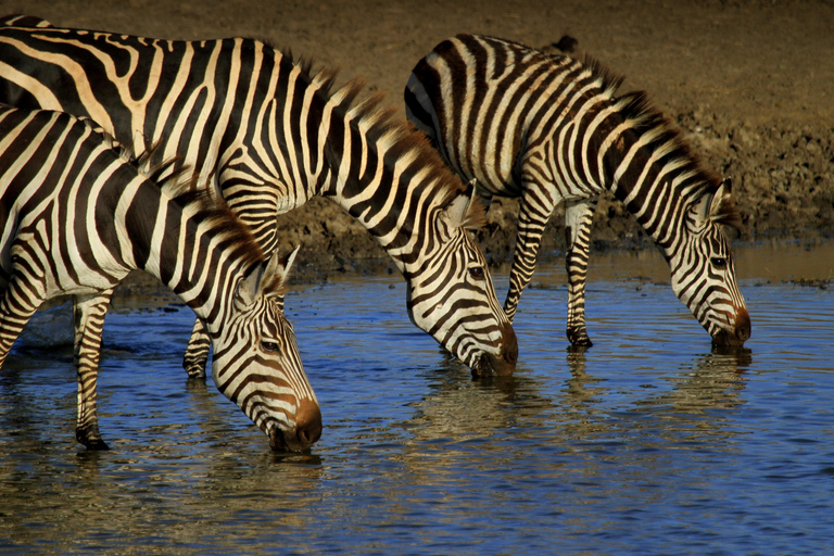 Safari compartido de 3 días por Tanzania