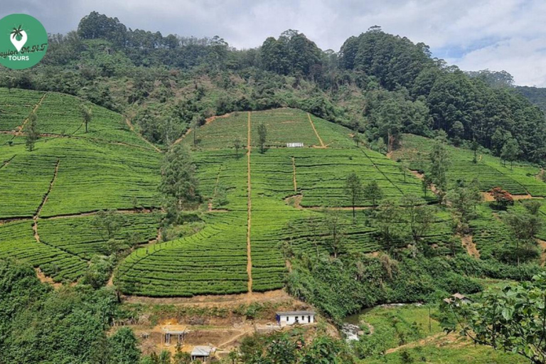 Kandy: Nuwara Eliya Tag Erkundung per Tuk Tuk mit ortskundigem Guide