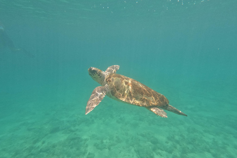 Turtle Watching Snorkeling Sea Scooter trip