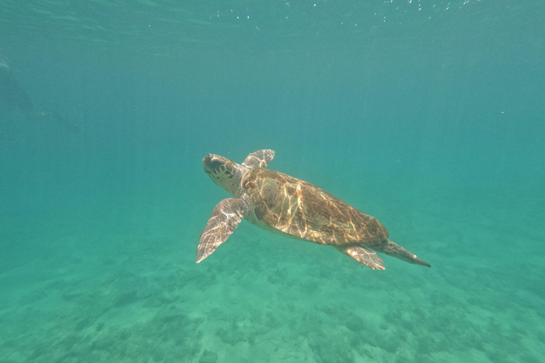 Paphos: Observação de tartarugas com snorkel Passeio de scooter marítimo