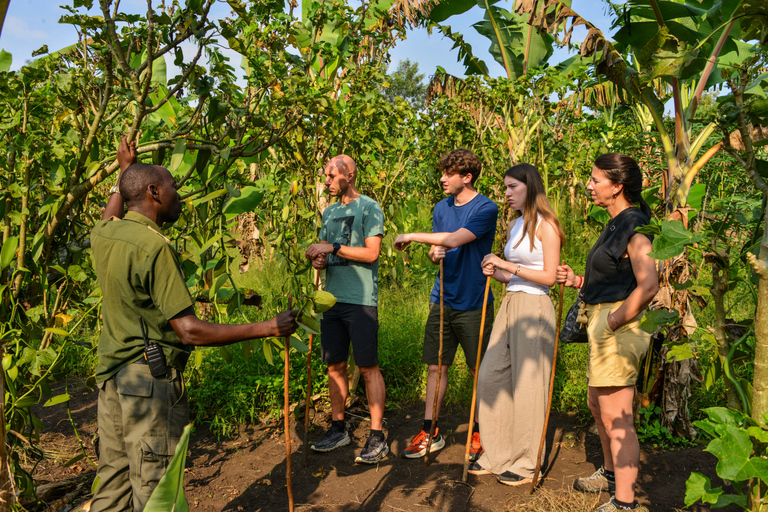 Kibale National Park Chimpanzee Trekking, Culture, Farm tour