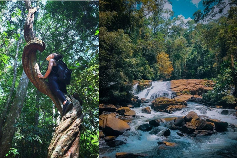South Coast: Sinharaja Rainforest Walk and Waterfall