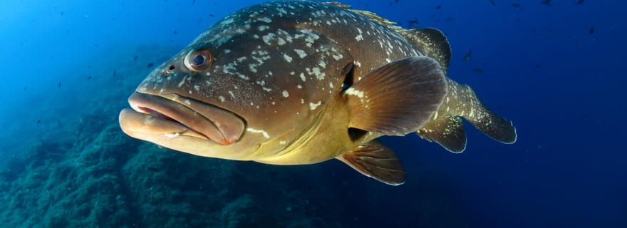 Île d'Elbe : expérience de plongée sous-marine avec sortie en bateau