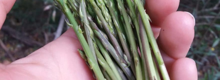 Randonnée plantes sauvages comestibles et médicinales (massif de l'Esterel)