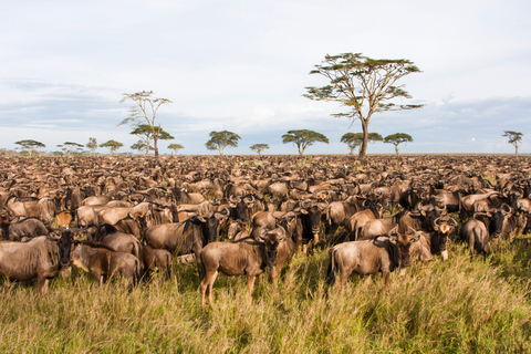 4days Wildebeest Migration Safari on 4x4 Land Cruiser Jeep5days Wildebeest Migration Safari on 4x4 Land Cruiser Jeep