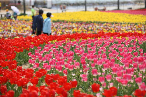 Seoul: Taean Tulip Festival and Strawberry Picking Day Tour Shared Tour, Meet at Dongdaemun