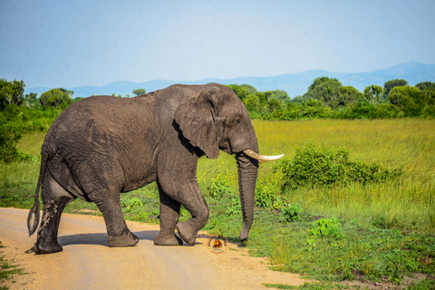 Uganda 10-dniowe safari wśród dzikich zwierząt i naczelnych.