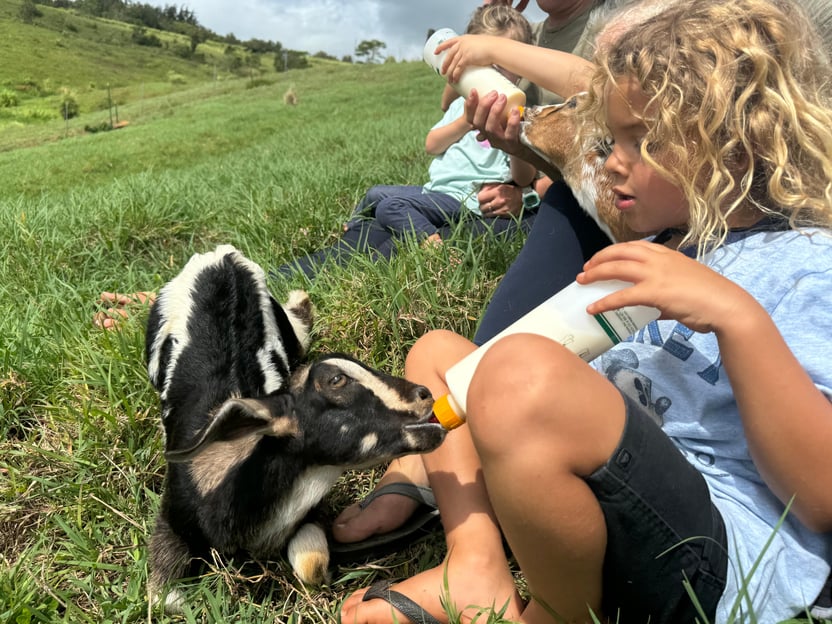 Ferme de Kauai : jouez et nourrissez des bébés chèvres nubiennes !