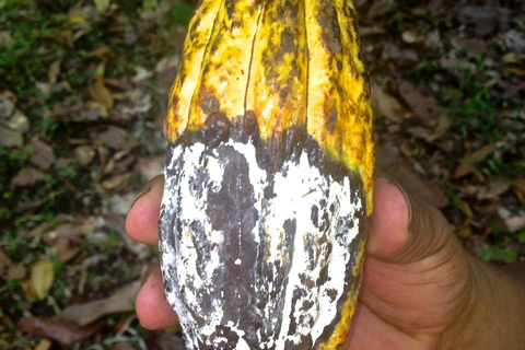 Indigenous Cacao Tour in Bocas del Toro