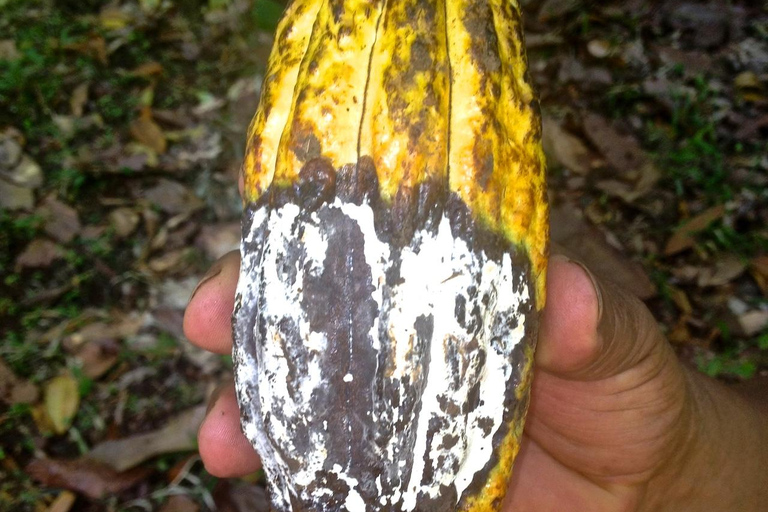 Indigenous Cacao Tour in Bocas del Toro