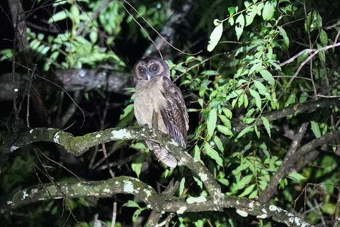 Jungle Night Tour : Finding Snakes and Night Species Jungle Night Tour : Finding Snake and night species