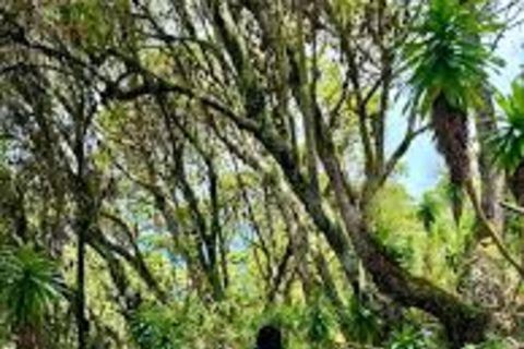 Nairobi: Kipipiri Bamboo Forest Hike with Transfer