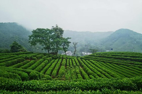 Suzhou: Hangzhou Nine Creeks & Longjing Tea Village Trip