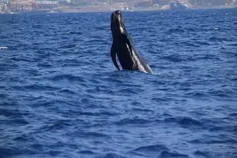 Eco-yacht watching whales from Los Cristianos Tenerife