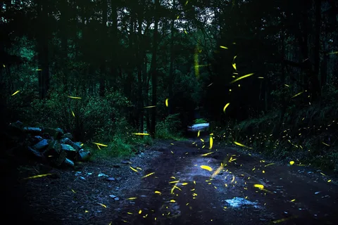 From Mexico City: Firefly Tour in the State Forest of Mexico