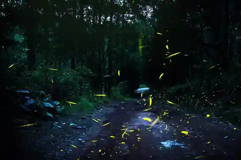 Depuis Mexico : Forêt des lucioles, nuit magique