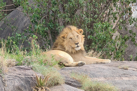 Tansania Wild Explorer