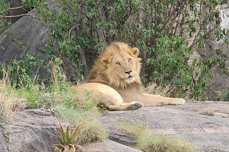 Tansania Wild Explorer