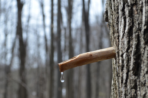 Tour de día completo a Sugar Shack con caramelos de arce desde Montreal