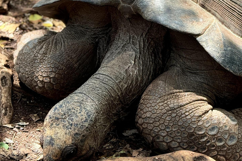 Ciudad de piedra y prisión Isla