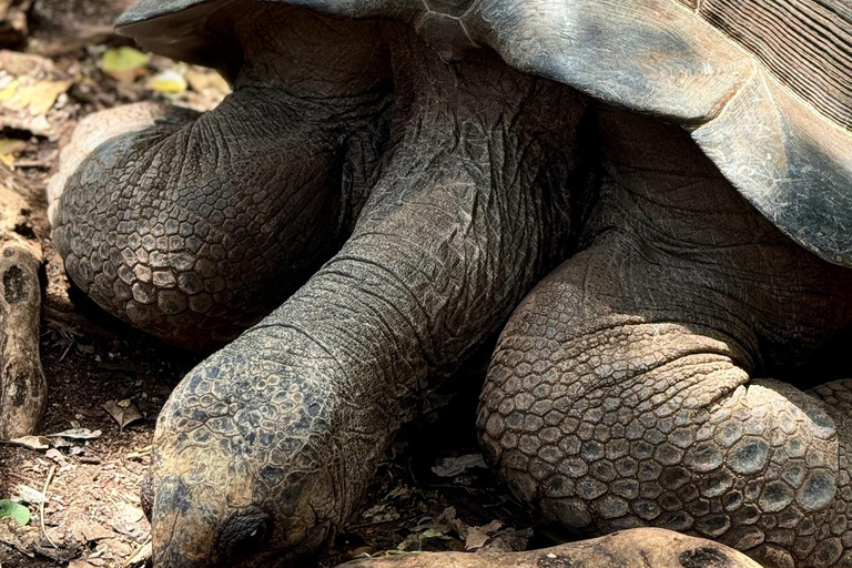Ciudad de piedra y prisión Isla