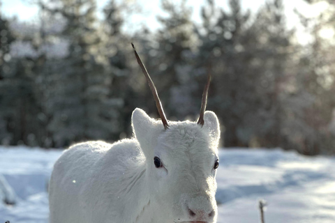 Rovaniemi: Northern Lights Safari on Electric Snowmobile