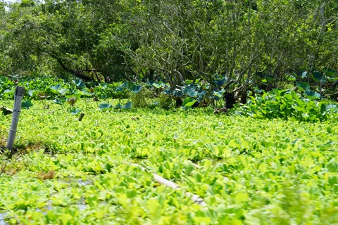 Cultuur en Wildlife Premium Ontdekkingstocht | Chau Doc - Tra Su