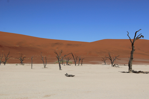 From Swakopmund/Windhoek: Skeleton Coast & Stargazing Tour