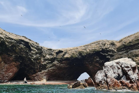 Lima: Trasferimento + Paracas + HuacachinaLima: Trasferimento + Paracas+ Huacachina