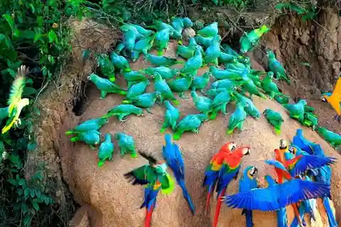 Puerto Maldonado: Sandoval y Collpa de Loros 3 Días