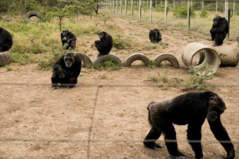 3 jours et 2 nuits Safari dans le conservatoire d'Ol Pejeta