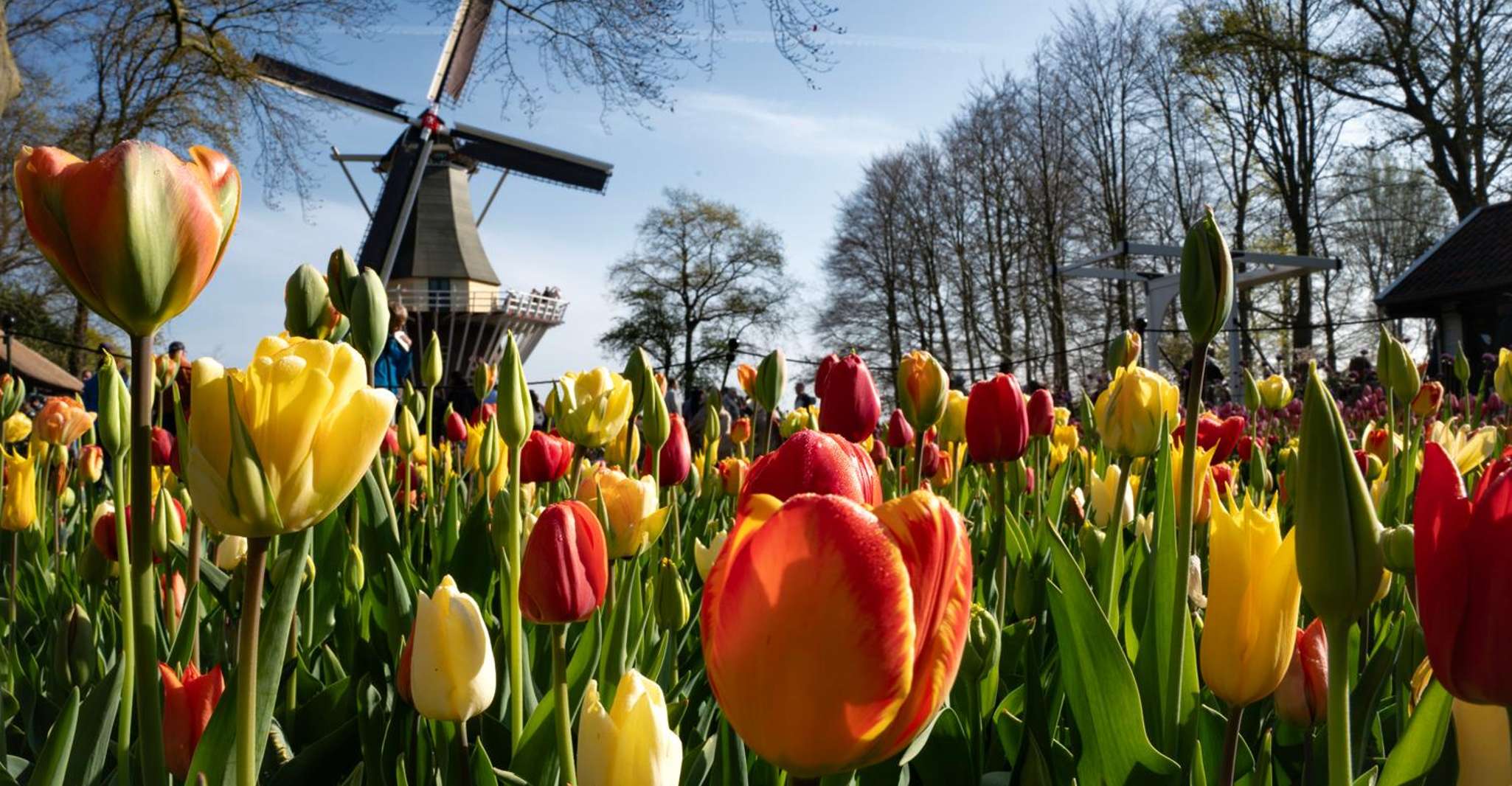 Amsterdam: Keukenhof Entry & Shuttlebus with Flexible Return photo 12