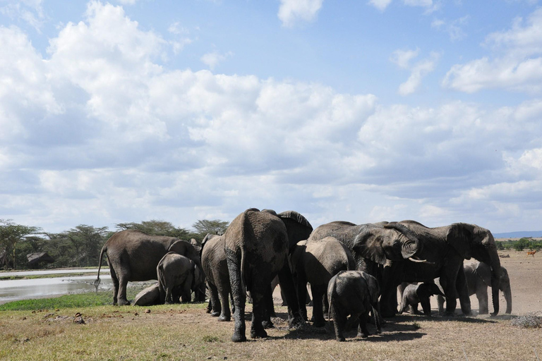 Lake Nakuru National park day trip