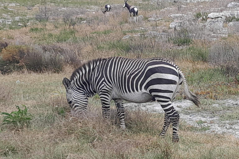 Cheetah, Giraffes Encounter, lion's park, and Wine Tasting